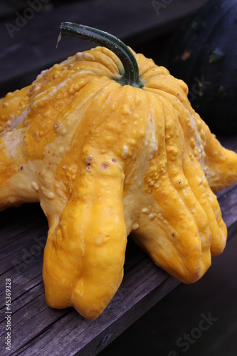 Photo: Kürbis Kürbis