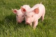 Ferkel outdoor