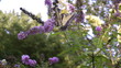 Purple butterfly bush