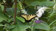 Beautiful butterfly