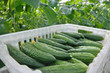 cucumbers in a box