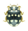 Beetle Ladybird Sospita vigintiguttata