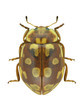 Beetle Ladybird Myrrha octodecimguttata