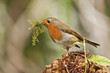 Cheeky Robin Red Breast Profile View