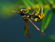 Wasp insect
