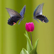 Beautiful butterfly on the flower for adv or others purpose use
