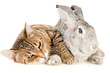 Gray rabbit and cat, isolated on white
