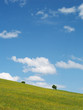 Bäume mit Himmel 23