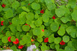 Kapuzinerkresse - Tropaeolum