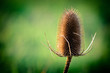 Teasels plant 