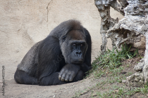 Photo: gorilla lying gorilla lying