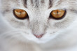 Kitten Scottish Straight. close-up