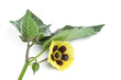 Stipe with physalis blossom, isolated