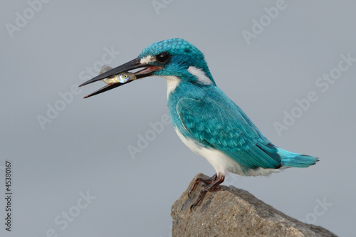 Photo: cerulean kingfisher catch a fish cerulean kingfisher catch a fish