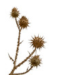 dry bur flower