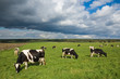 Foto: Cows Cows