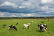 Foto: Cows Cows