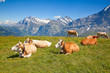 Foto: cows in the swiss alps cows in the swiss alps