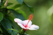 Hibiskus