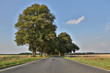 Allee