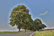 Allee