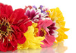 bouquet of beautiful summer flowers, isolated on white