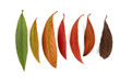 Herbstblätter in einer Reihe