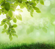 background of grass. bokeh