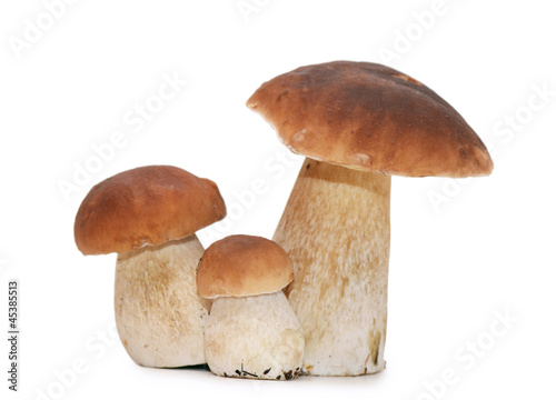 Photo: Boletus edulis isolated on white background Boletus edulis isolated on white background
