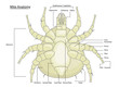 Dust Mite Anatomy