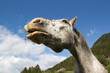 Pferd beim Fressen