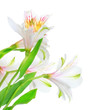 White Lily