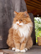 beautiful cat in countryside