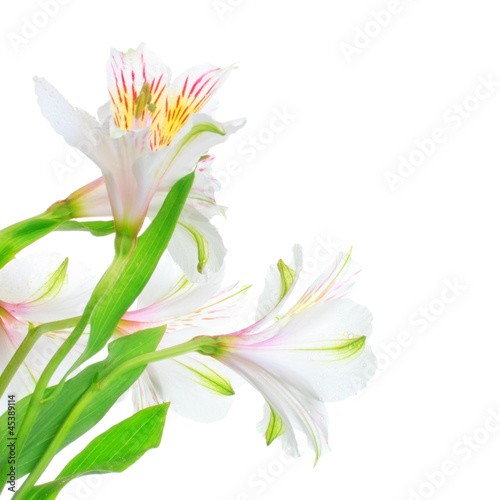 Photo: White Lily White Lily