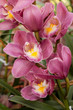 Beautiful pink orchid
