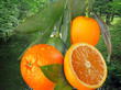 Orangen-Natur