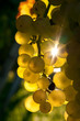 Weinreben 12.536