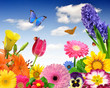 floral background