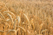 After mown wheat stubble remains