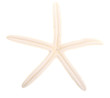 White Finger Starfish isolated on white. Sea stars and shells
