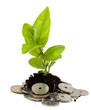 Money tree