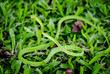 small rough green snake