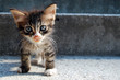 Pussy cat