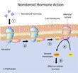 Nonsteroid hormones action, eps10