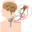 Negative feedback in the pituitary thyroid axis, eps10