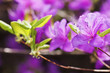 Photo: Purple Rhododendron flower Purple Rhododendron flower