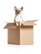 Chihuahua dog looks out of cardboard box, isolated on white
