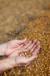 Hands holding flax