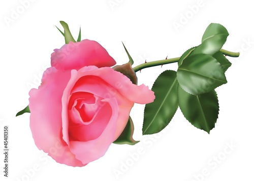 Vector: Beautiful pink rose isolated on a white Beautiful pink rose isolated on a white