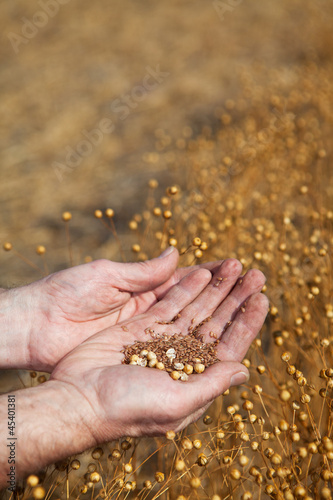 Photo: Hands holding flax Hands holding flax